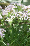 Sticky catchfly